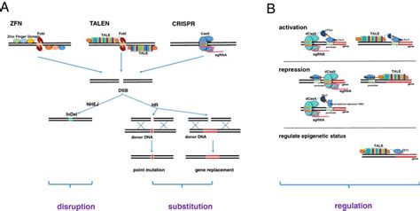 CRISPR vs. TALEN | Science-Based Medicine