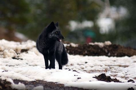 Black Foxes In 45 Pictures Showing The Beauty Is Hidden In Their Fur