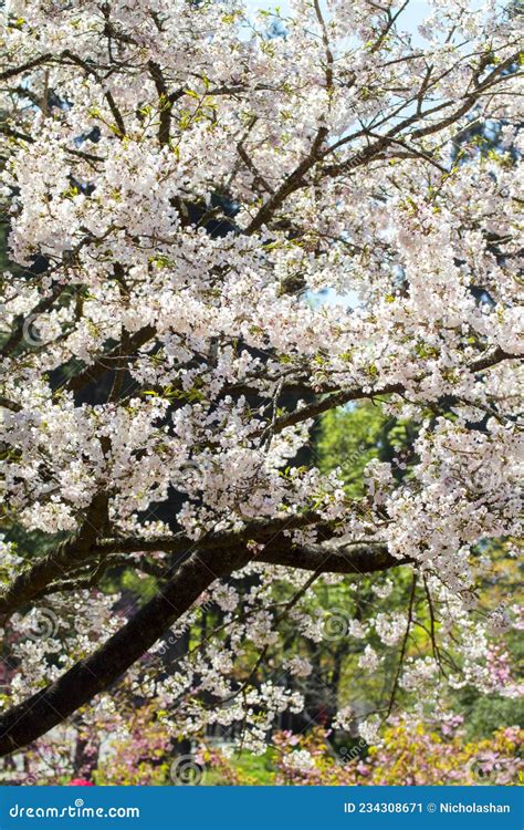 Alishan Cherry Blossoms, Chiayi, Taiwan Stock Image - Image of alishan ...