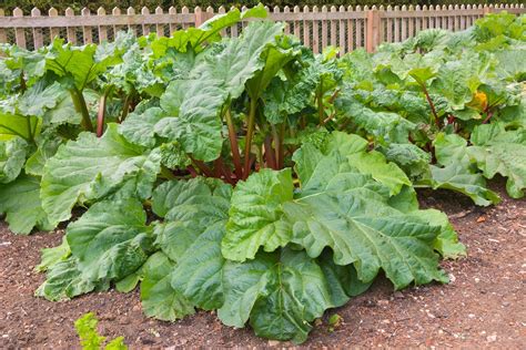 Where to Plant Your Rhubarb » Removing the Mystery