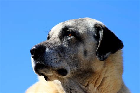 A Kangal Dog: A Family Pet and Faithful Protector » The Money Pit