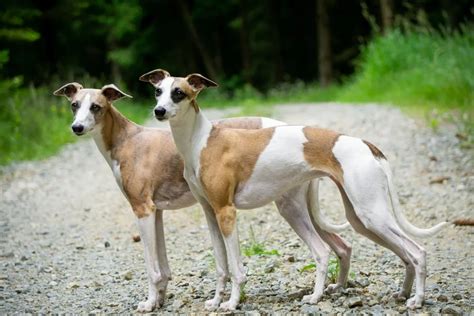 Whippet Dog Muscle