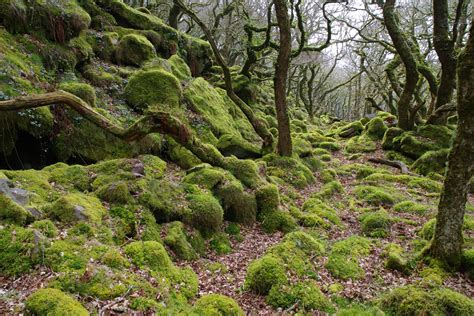 Ancient moss covered stunted oak woodland Piles Copse Dartmoor UK (OC ...