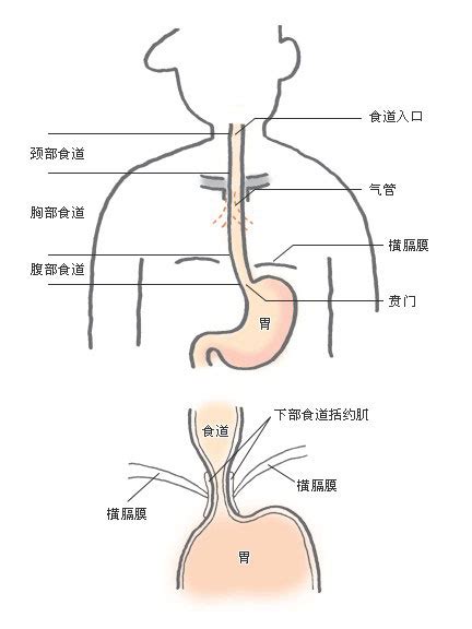 口腔食道解剖图,食道解剖图 - 伤感说说吧