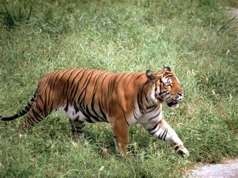 South China Tiger Facts, Habitat, Behavior, Diet, Pictures