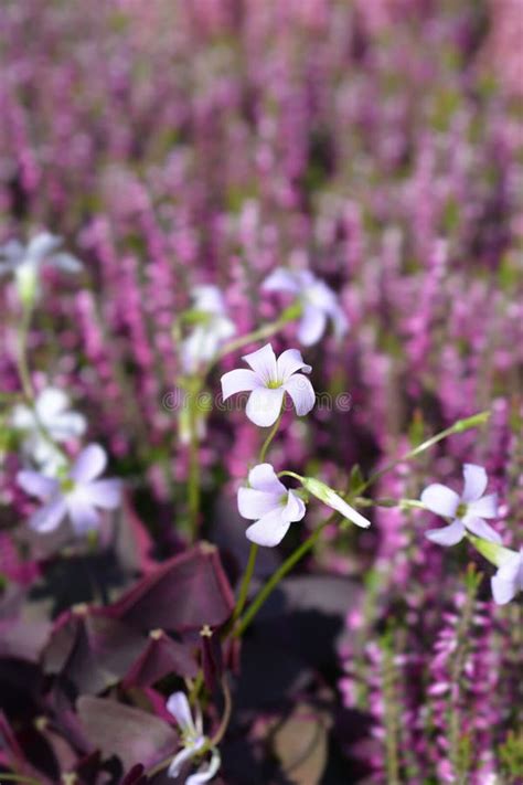 Purple shamrock stock photo. Image of outdoors, close - 241965180