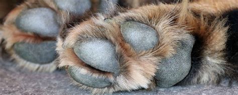 What causes calluses on my dog’s hind paws between the toes and heel ...