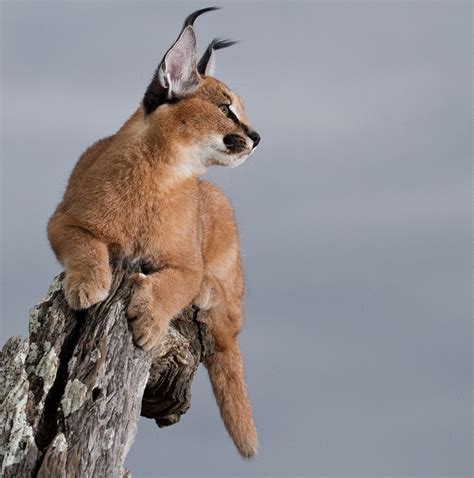 Pin on Caracals