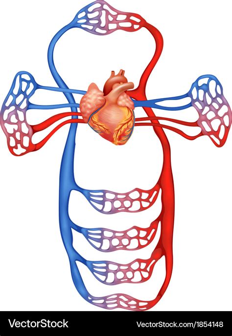 Circulatory System No Labels Clip Art At Vector Clip Art | Porn Sex Picture