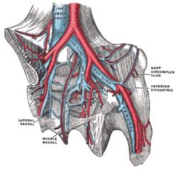 Deep circumflex iliac artery