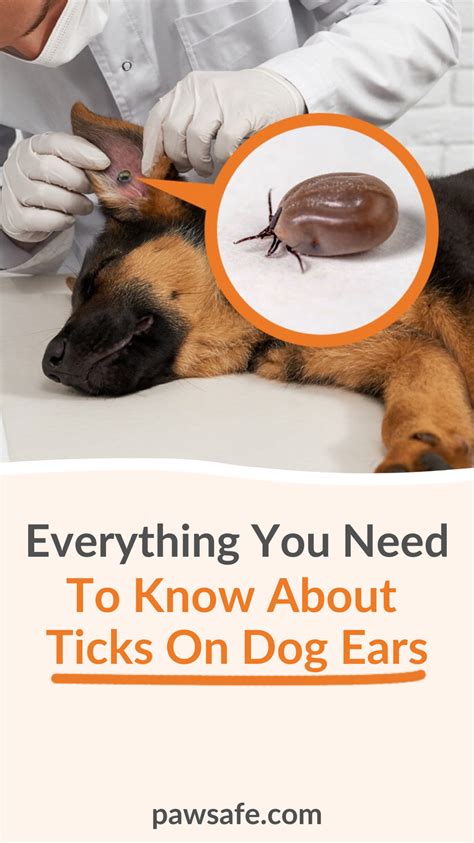 Everything You Need To Know About Ticks On Dog Ears in 2022 | Ticks on ...