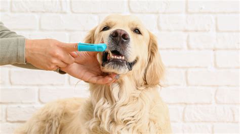 Easy DIY Dog Toothpaste Can Be Made with Just 2 Ingredients