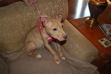 Chipit (Chihuahua-American Pit Bull Terrier Mix) Info and Pictures