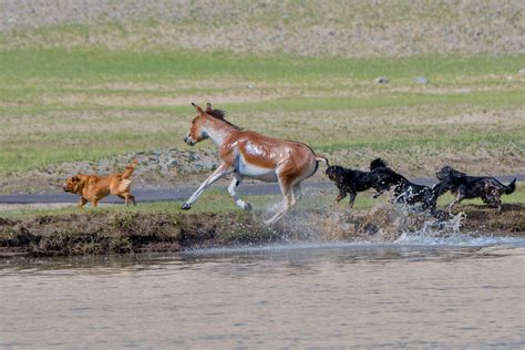 Tibetan Wild Ass attacked by dog pack | Conservation India