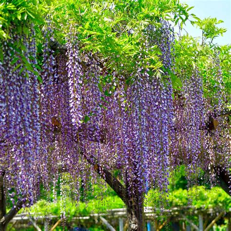 Purple Wisteria Trees for Sale | BrighterBlooms.com