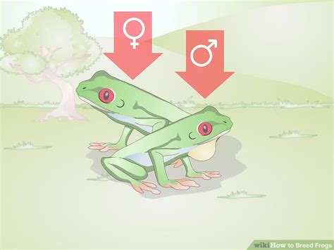 3 Ways to Breed Frogs - wikiHow