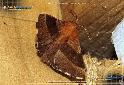 Forest Tent Caterpillar Moth