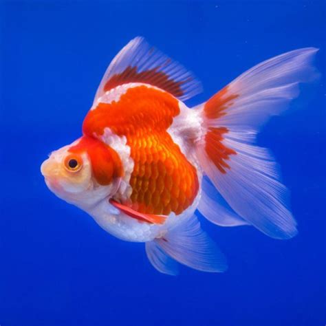 Pearlscale Goldfish Information | Best About GoldFish