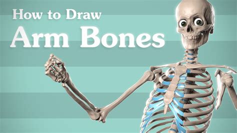 Drawing Arm Bones - Anatomy for Artists - YouTube