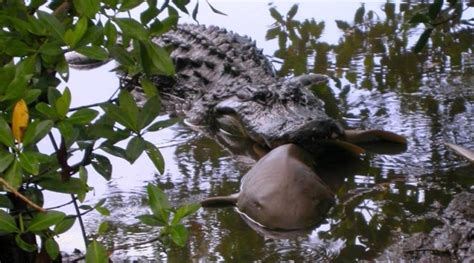 Alligator devours shark in extraordinary photo captured by scientists ...