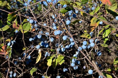 Berries and thorns stock photo. Image of leafage, autumn - 35638912