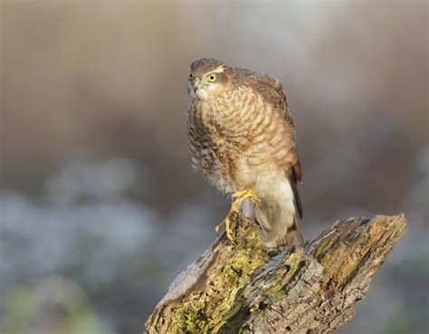 Bird Photography Hide Workshops West Yorkshire Paul Miguel