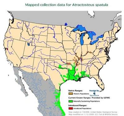 Alligator Gar (Atractosteus Spatula) — Whitewater to Bluewater