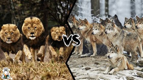 Lion Vs Wolf Fight