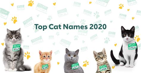 The 100 Most Popular Male and Female Cat Names of 2020 | Rover.com