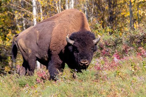 Animal Facts: Wood bison | Canadian Geographic