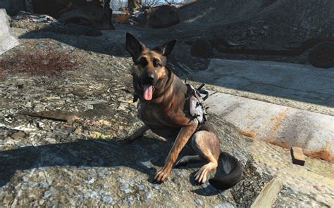 Wallpaper : video games, Fallout 4, Dogmeat, 1680x1050 px, vertebrate ...