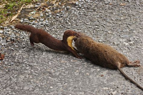 Yellow-bellied Weasel, Mishmi Hills, Arunachal Pradesh | Conservation India