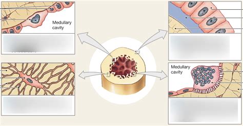 Bone cells Diagram | Quizlet