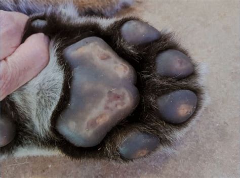 Causes and Treatment of Feline Pododermatitis | Vet Focus