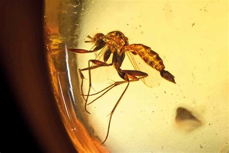 Blood amber: The exquisite trove of fossils fuelling war in Myanmar | New Scientist