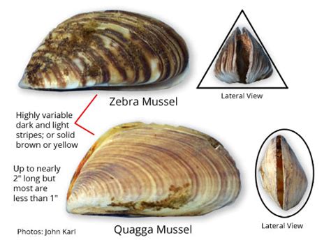 Cleaning and preventing quagga and zebra mussels on paddle boards.