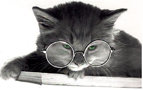 Crazy Cat Lady, Crazy Cats, Kittens Cutest, Cats And Kittens, Glasses Wallpaper, Cat Wearing ...