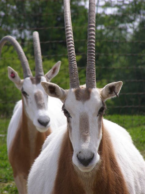 Scimitar-horned Oryx | Rare animals, Animals beautiful, African antelope