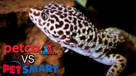 Petco VS Petsmart - Leopard Gecko Care Guides - YouTube