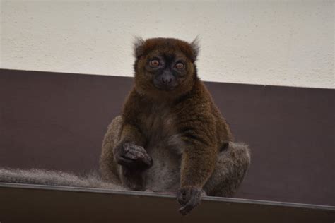 Greater bamboo lemur - ZooChat