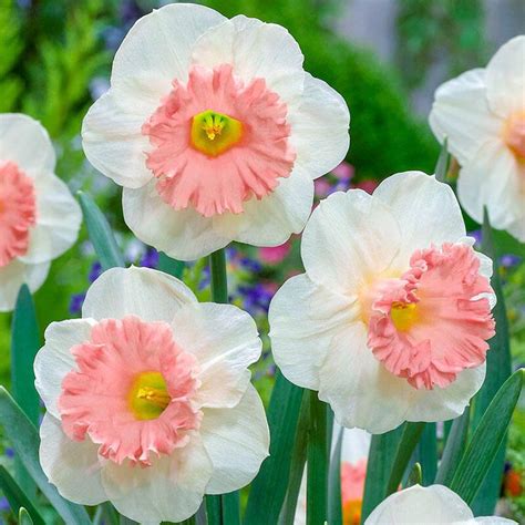 8 Pretty Pink Daffodil Varieties to Plant Now - Birds and Blooms