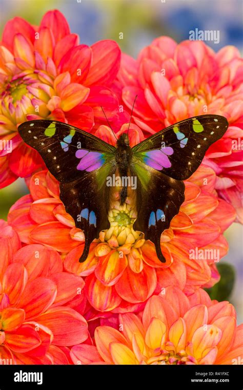 Graphium weiski, purple spotted swallowtail resting on colorful Dahlias Stock Photo - Alamy