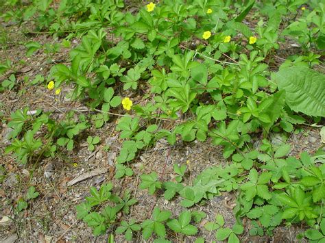 Cinquefoil - The Novice Farmer