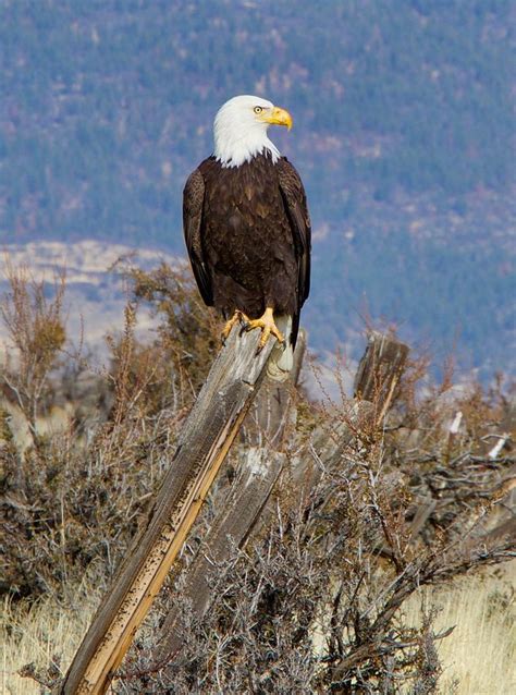 Bald Eagle Perched Photograph by Randy Robbins - Pixels