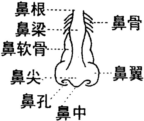 彩铅超写实教程 | 原来画鼻子这么简单_又画-站酷ZCOOL