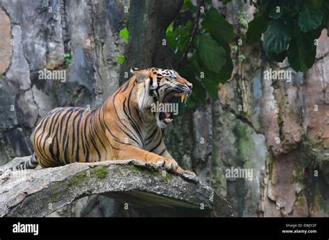 Tiger roar hi-res stock photography and images - Alamy