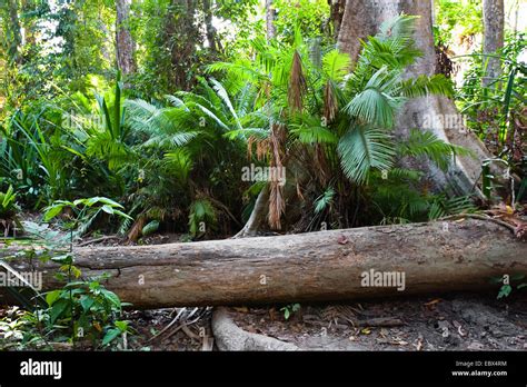 tropical rainforest, India, Andaman Islands, Havelock Island Stock Photo - Alamy