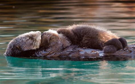 Officials Working To End Attacks Against Protected Sea Otter Species In California