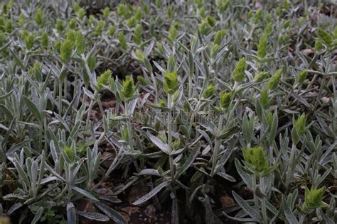 Sideritis Scardica - Wild Plant Shot in the Spring Stock Image - Image of botanical, closeup ...