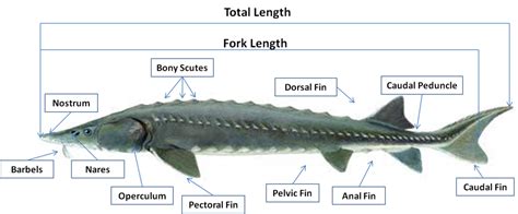 Phylogenetics | Great Lakes Sturgeon